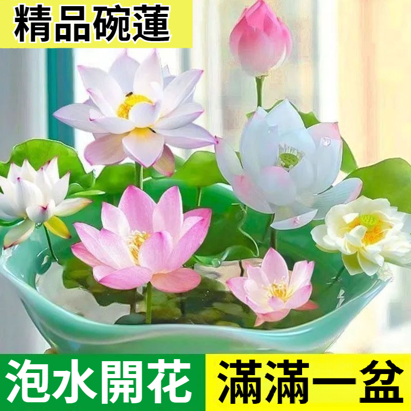 【農業研究所最新改良型種子，7天發芽！純水種植，泡水就可以開花！100%成活率，新手可種！】碗蓮花種子，碗蓮花四季開花水耕水養綠